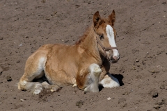 fostra2009_5226