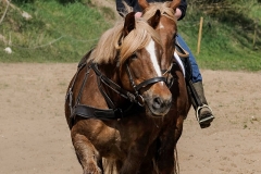 fostra2009_5259