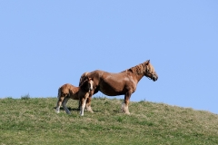 fostra2009_5302