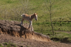 fostra2009_5309
