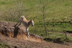 fostra2009_5310