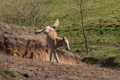 fostra2009_5311