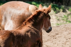 fostra2009_5328