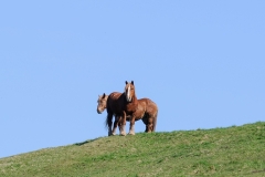 fostra2009_5479