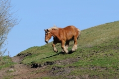 fostra2009_5515
