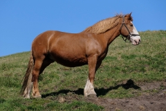 fostra2009_5604