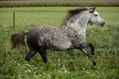 horse0006