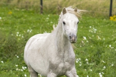 horse0008