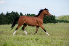 horse0022
