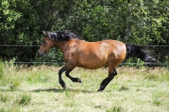 horse0033