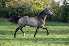 horse0054