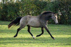 horse0055