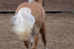 hdv2008_5345