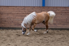 hdv2008_5356