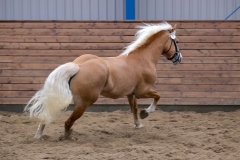 hdv2008_5385