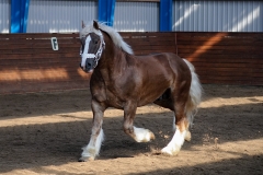 hdv2009_3431