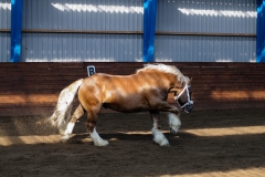 hdv2009_3437