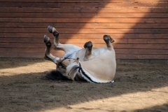 hdv2009_3566