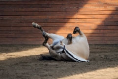 hdv2009_3567