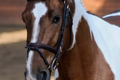 hdv2009_3762