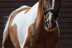 hdv2009_3772
