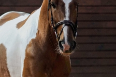 hdv2009_3773