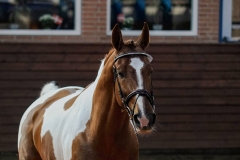 hdv2009_3774