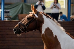 hdv2009_3779