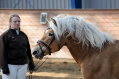 hdv2009_4123