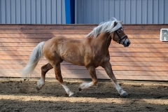 hdv2009_4133