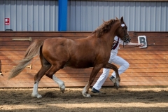 hdv2009_4185
