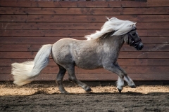hdv2009_4294