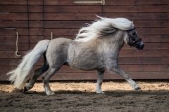 hdv2009_4295