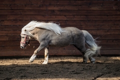hdv2009_4299