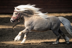 hdv2009_4302