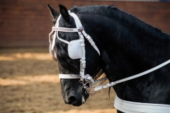 hdv2009_4531