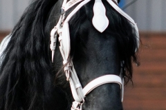 hdv2009_4549