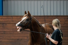 hdv2009_4571