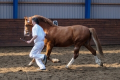 hdv2009_4725
