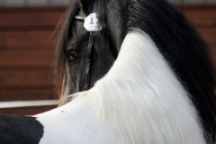 hdv2009_4901