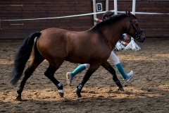 hdv2009_4928