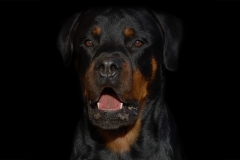 Hunde- og kattefotografering