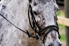 rrerk2009_8534